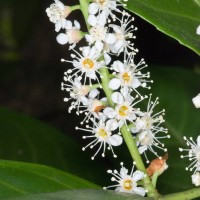 Cherry Laurel